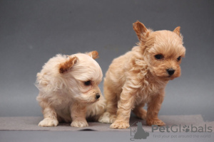 Photo №3. Magnifiques chiots maltipoo. Allemagne