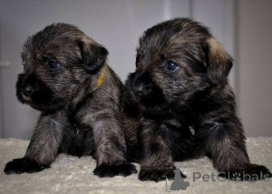 Photo №1. schnauzer moyen - à vendre en ville de Stara Pazova | négocié | Annonce №139175