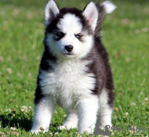 Photo №1. husky de sibérie - à vendre en ville de Esh-sur-trales | négocié | Annonce №175764