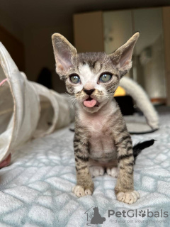 Photo №3. Chatons Devon Rex en bonne santé disponibles à la vente dans des foyers aimants. Allemagne