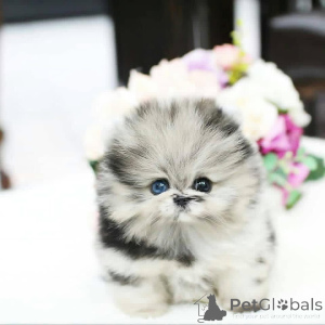 Photo №2 de l'annonce № 161534 de la vente  - acheter à Espagne 