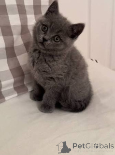 Photo №1. british shorthair - à vendre en ville de Ville de Londres | négocié | Annonce № 173791