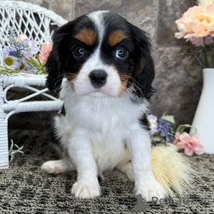 Photo №1. cavalier king charles spaniel - à vendre en ville de Affalterbach | 350€ | Annonce №151381