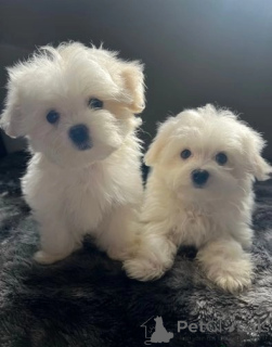 Photo №1. bichon maltais - à vendre en ville de Andorra La Vella | 339€ | Annonce №170059