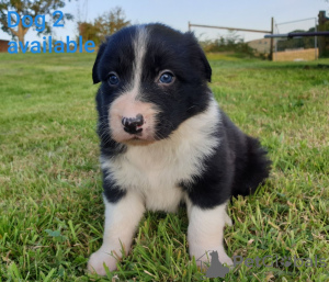 Photo №3. Adorables chiots Border Collie à adopter gratuitement. Allemagne