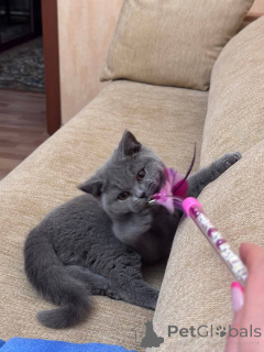 Photo №3. Chaton femelle British shorthair. Allemagne