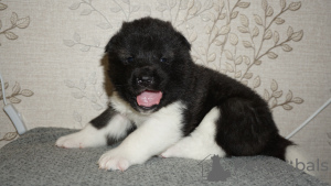 Photo №1. akita (chien) - à vendre en ville de Ekaterinbourg | 389€ | Annonce №9593