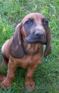 Photo №2 de l'annonce № 114678 de la vente chien de recherche au sang de la montagne bavaroise - acheter à Pologne éleveur