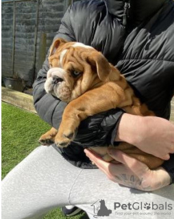 Photo №1. bulldog anglais - à vendre en ville de Munich | 350€ | Annonce №107527