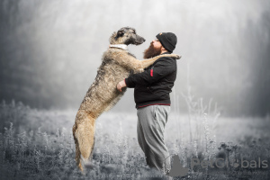 Photo №2 de l'annonce № 114042 de la vente irish wolfhound - acheter à France éleveur