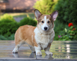 Photo №2 de l'annonce № 12238 de la vente welsh corgi - acheter à Ukraine éleveur