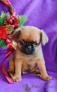 Photo №3. Garçon du Petit Brabançon. Fédération de Russie