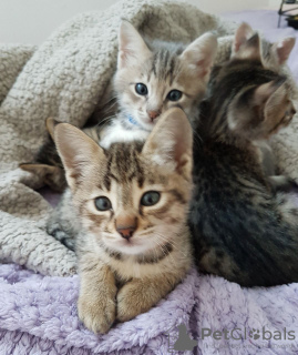 Photos supplémentaires: Chatons Savannah dressés en bonne santé pour adoption maintenant