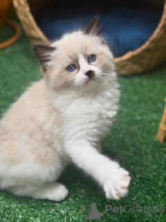 Photo №1. ragdoll - à vendre en ville de Eksjo | négocié | Annonce № 157132