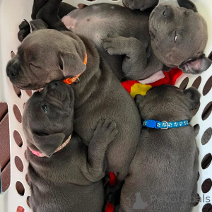Photo №2 de l'annonce № 163891 de la vente staffordshire bull terrier - acheter à France annonce privée, éleveur