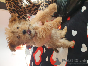 Photo №4. Je vais vendre yorkshire terrier en ville de Penthaz. annonce privée - prix - 800€