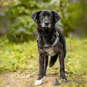 Photo №1. chien bâtard - à vendre en ville de Москва | Gratuit | Annonce №90701