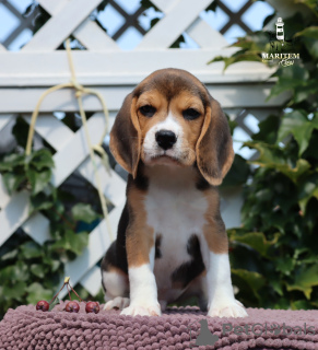 Photo №2 de l'annonce № 113645 de la vente beagle - acheter à Italie de la fourrière