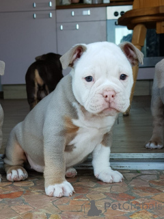 Photo №1. bulldog anglais - à vendre en ville de Aroygala | négocié | Annonce №167137