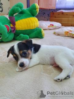 Photo №2 de l'annonce № 90655 de la vente jack russell terrier - acheter à Fédération de Russie éleveur