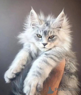 Photo №1. maine coon - à vendre en ville de Antheia | négocié | Annonce № 156256