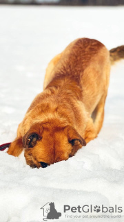 Photo №3. Le joyeux chien Borya cherche un foyer.. Fédération de Russie