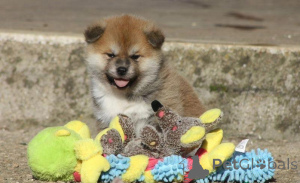 Photo №1. akita (chien) - à vendre en ville de Milan | négocié | Annonce №168858