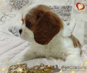 Photos supplémentaires: FILLE PROMETTEUSE Cavalier King Charles Spaniel