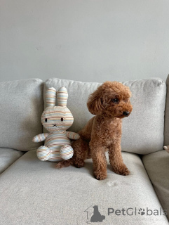 Photo №1. caniche (jouet) - à vendre en ville de Berlin | négocié | Annonce №173330