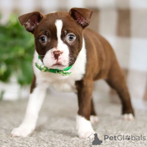 Photo №1. terrier de boston - à vendre en ville de Berlin | négocié | Annonce №134938