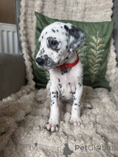 Photo №1. dalmatien - à vendre en ville de Berlin | 480€ | Annonce №160445