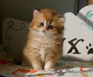 Photo №4. Je vais vendre british longhair en ville de Vienne. annonce privée, éleveur - prix - 500€