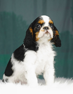 Photo №3. King Charles Spaniel. Estonie