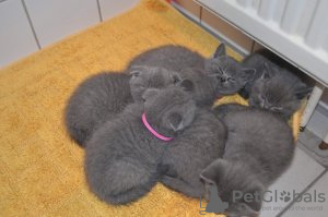 Photo №4. Je vais vendre british shorthair en ville de Heist-op-den-Berg. annonce privée - prix - Gratuit