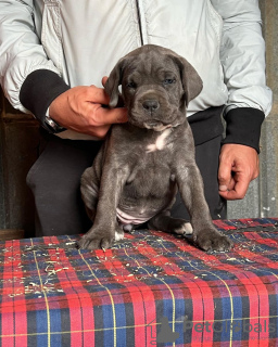 Photo №1. cane corso - à vendre en ville de San Antonio | 1420€ | Annonce №100098