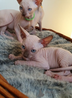 Photo №1. sphynx - à vendre en ville de Дендермонде | Gratuit | Annonce № 128957