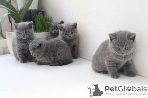 Photo №2 de l'annonce № 95796 de la vente british shorthair - acheter à Allemagne 