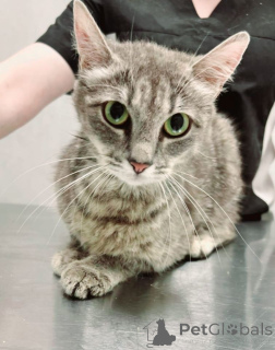 Photo №1.  - à vendre en ville de Rivière moscou | Gratuit | Annonce № 149171