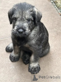 Photo №2 de l'annonce № 173085 de la vente schnauzer géant - acheter à Norvège annonce privée, éleveur