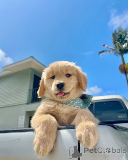 Photo №1. golden retriever - à vendre en ville de Ypecolsga | négocié | Annonce №157842