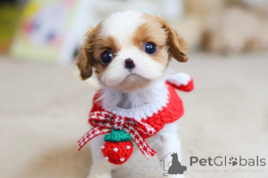 Photo №1. shih tzu - à vendre en ville de Canillo | 400€ | Annonce №167931