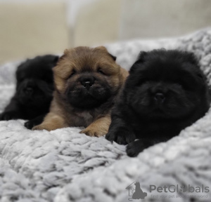 Photos supplémentaires: Chiots mâles Chow Chow à vendre !