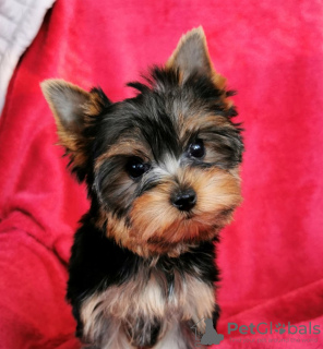 Photo №1. yorkshire terrier - à vendre en ville de Афины | Gratuit | Annonce №123408