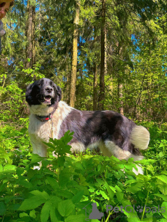 Photo №2 de l'annonce № 103503 de la vente chien bâtard - acheter à Fédération de Russie annonce privée