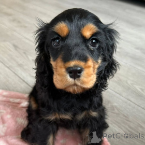 Photo №1. cocker spaniel anglais - à vendre en ville de Espoo | négocié | Annonce №160714