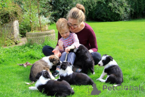 Photo №3. Chiots Border Collie. Lituanie