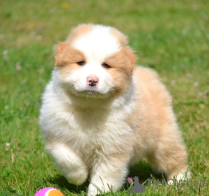 Photo №4. Je vais vendre berger australien en ville de Nivelles. annonce privée, éleveur - prix - Gratuit