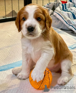 Photo №1. welsh springer spaniel - à vendre en ville de Братислава | négocié | Annonce №117265