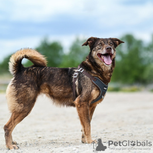 Photo №2 de l'annonce № 95237 de la vente chien bâtard - acheter à Fédération de Russie de l'abri