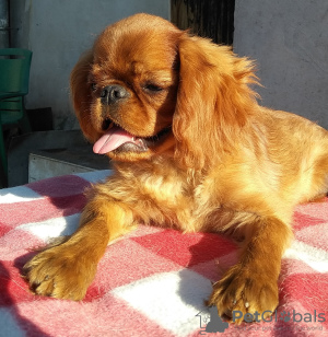 Photo №2 de l'annonce № 7787 de la vente cavalier king charles spaniel - acheter à Ukraine annonce privée, de la fourrière